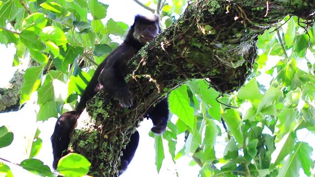 Macaco-prego