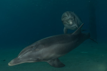 Fototapeta premium Dolphins swimming in the Red Sea, Eilat Israel 
