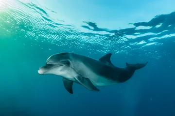 Fototapeten Delfinschwimmen mit Tauchern im Roten Meer, Eilat Israel © yeshaya