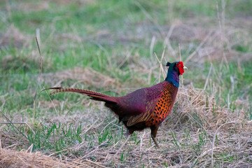 Pheasant on the meadow