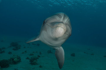 Naklejka premium Dolphin swimming with divers in the Red Sea, Eilat Israel