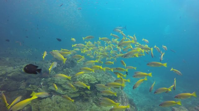 Snapper fish on coral reef in Thailand 