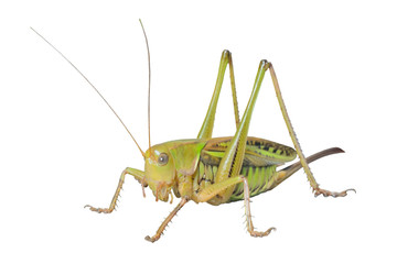 Doe of grasshopper 7