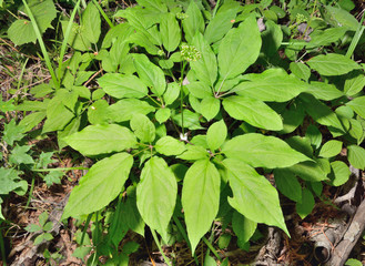 Ginseng (Panax ginseng) 22