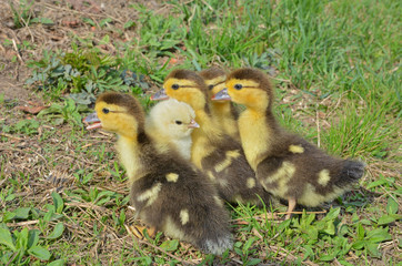 Small chicken and ducklings 1