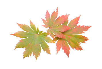 Leaves of maple 3