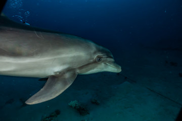 Dolphin swimming with divers in the Red Sea, Eilat Israel