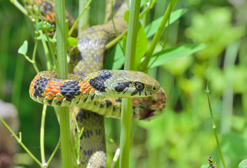 Snake (Rhabdophis tigrina) 27