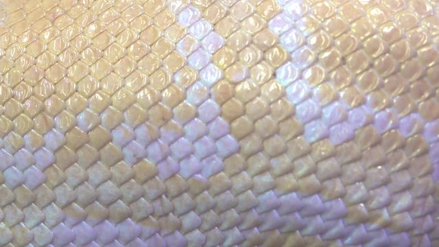 Albino python snake skin  pan right to left close up
