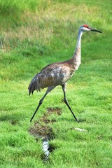Walking Sanhill Crane