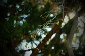 公園の葉