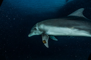 Dolphin swimming with divers in the Red Sea, Eilat Israel