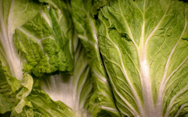 closeup of fresh lettuce