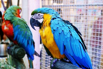 Cute Funny parrot stand  At A Pet Store