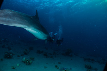 Fototapeta premium Dolphin swimming with divers in the Red Sea, Eilat Israel