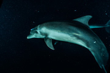 Fototapeta premium Dolphin swimming with divers in the Red Sea, Eilat Israel