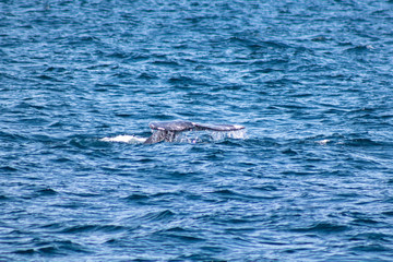 Fototapeta premium Whale flipping its tale
