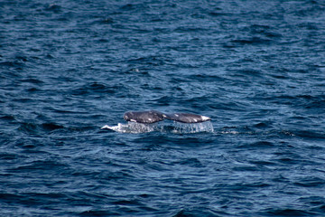 Fototapeta premium Whale flipping its tale