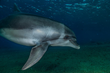 Fototapeta premium Dolphin swimming with divers in the Red Sea, Eilat Israel