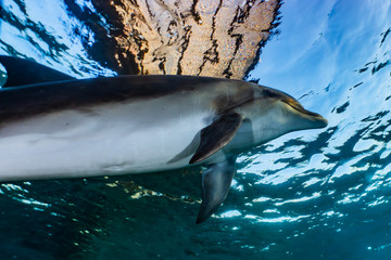 Dolphin swimming with divers in the Red Sea, Eilat Israel