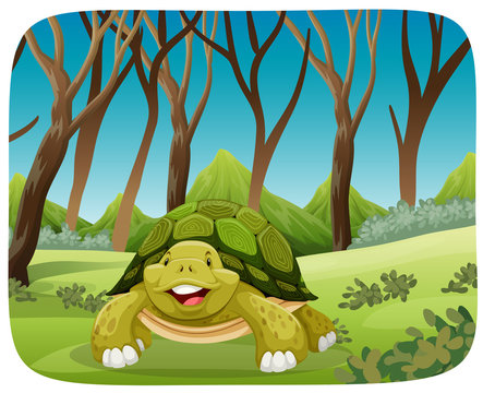 cute turtle in forest