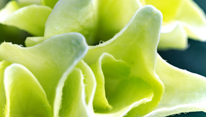 Kwiaty flowers plants macro makro picture zdjęcie bilde