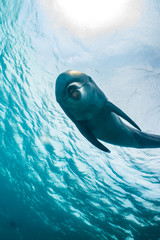 Dolphin swimming with divers in the Red Sea, Eilat Israel © yeshaya