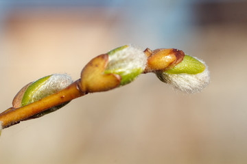 Close-up photo of spring young fresh leaves of the willow Verba on tree branches with buds, soft focus and blur background. Concept of holiday Easter and New life.