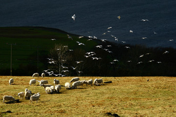 flock of sheep on highland croft with seagulls © Kyle