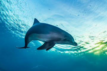 Obraz premium Dolphin swimming with divers in the Red Sea, Eilat Israel