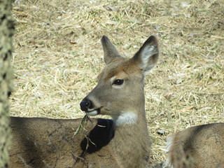 deer chewing grass