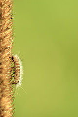 funny hairy caterpillar close-up crawling up on a yellow dry blade of grass on a bright green background on a bright Sunny day. Soft focus and copy space