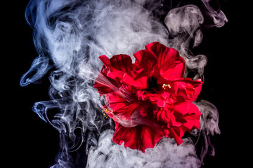 red tea rose flower in clouds of multicolored smoke on isolated black background with flash