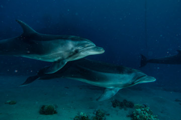 Dolphins swimming in the Red Sea, Eilat Israel 