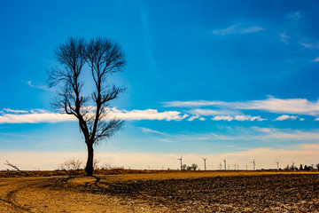 Silhouette of a tree