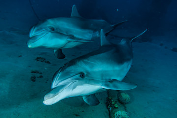 Fototapeta premium Dolphins swimming in the Red Sea, Eilat Israel 