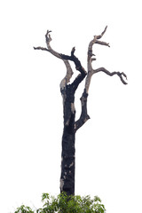 dead tree isolated on white background
