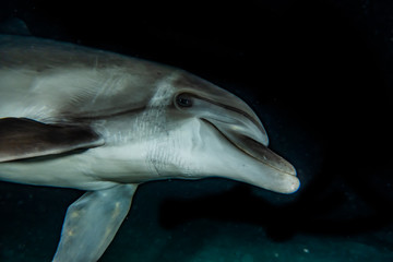 Dolphin swimming with divers in the Red Sea, Eilat Israel