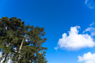blue sky and tree