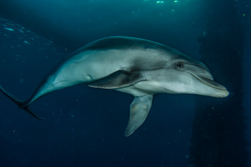 Obraz premium Dolphin swimming with divers in the Red Sea, Eilat Israel