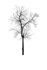 dead tree isolated on white background