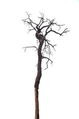 Fototapeta premium dead tree isolated on white background