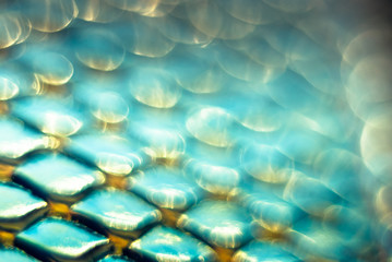 Blurred snake skin background. Bokeh. Holographic texture.
