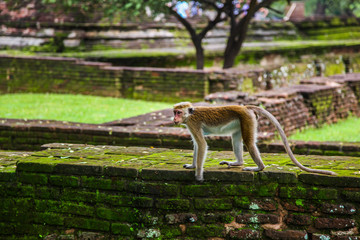 Gray macaque among the moss covered ruins in the Sri Lanka jungle