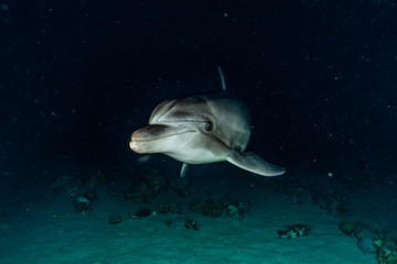 Fototapeta na wymiar Dolphin swimming in the Red Sea, Eilat Israel