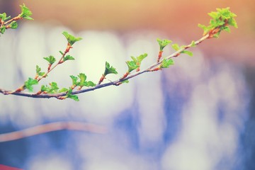 First fresh young green leaves of twig tree growing in spring. Beautiful green leaf nature outdoor macro background with copy space. Gentle buds and branches springtime nature photo.