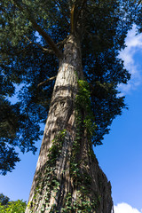 blue sky and tree