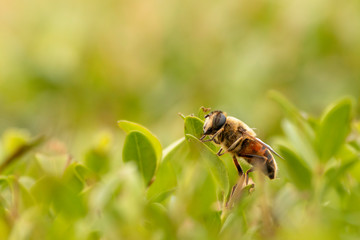 bee on flower