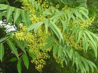 ハゼノキの花