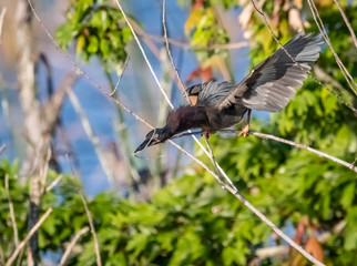 Green Heron gathering nesting material